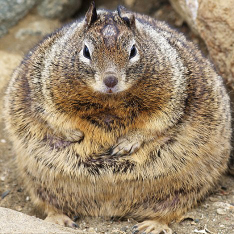 무슨 다람쥐가 이렇게 뚱뚱해..'관광객이 준 먹이 탓'