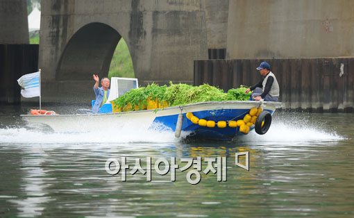 [포토] '미나리가 만선이네~'