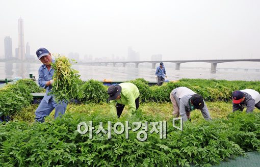 [포토] '한강표 미나리'