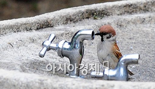 [포토] 물 찾아온 참새