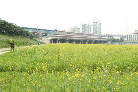 지금 안양천에 가면 모두가 꽃이 된다