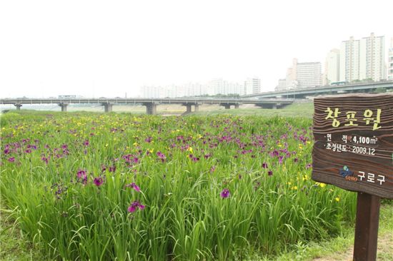 지금 안양천에 가면 모두가 꽃이 된다