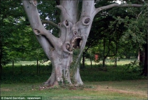 '악마 나무' 화제, 세상에서 가장 무섭게 생겼다?