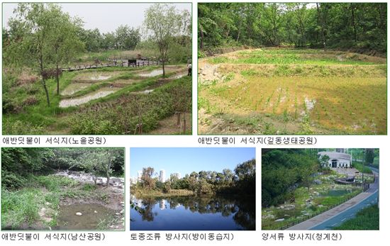 반딧불이 7000마리 서울 곳곳에서 불 밝힌다