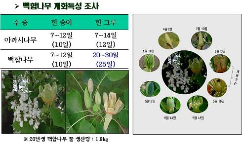 백합나무 꿀 우수성 확인