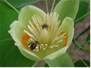 백합나무꽃에서 꿀을 빨고 있는 벌