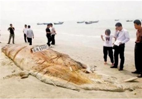 중국 해안서 17m '바다괴물' 사체 발견
