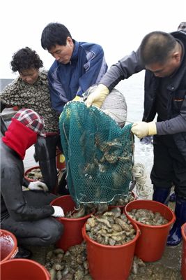 바다에서 잡아올린 양식해삼들.