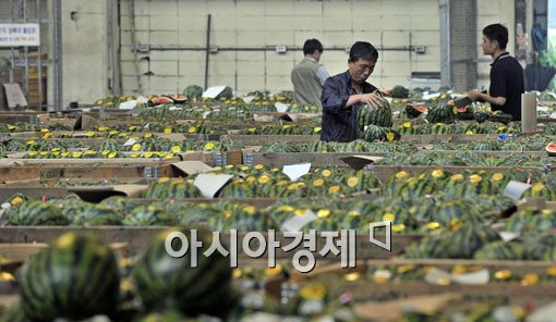 [포토] '예년에 비해 수박이 눈에 띄게 줄었습니다'