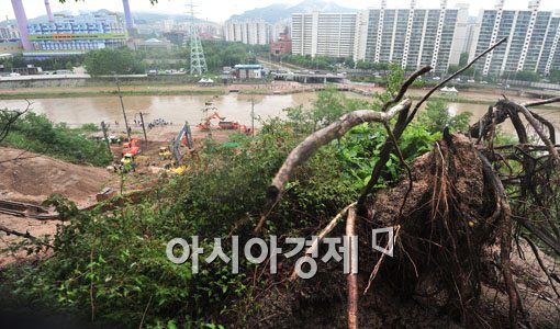 [포토] 뿌리째 뽑힌 나무