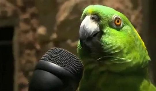 노래하는 앵무새 "나는 가수다"