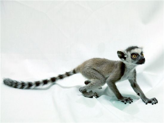 에버랜드 동물원 아기 알락꼬리 여우원숭이 공개