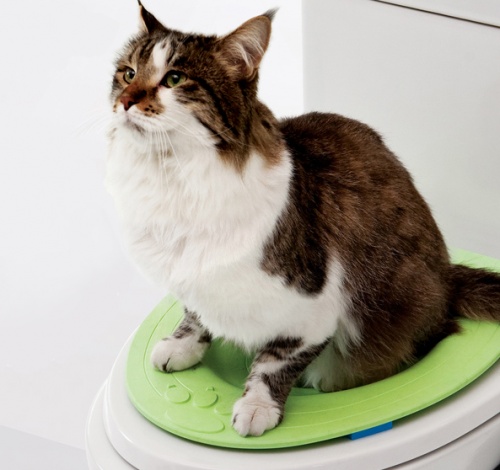 [우수中企 히트제품 써보니] 고양이 전용 변기 '나비누기'