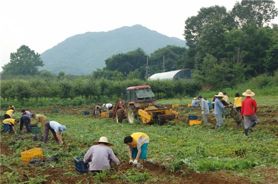 관악구 자원봉사센터, 농촌서 농산물 수확 봉사 