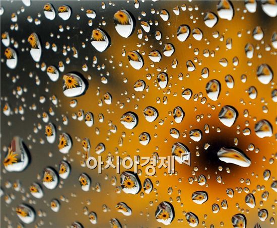 [포토]장마끝··반기는 마지막 꽃비