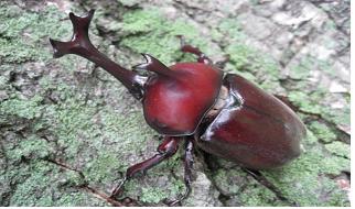 국립수목원서 만나는 ‘숲속 곤충 체험 전시회’