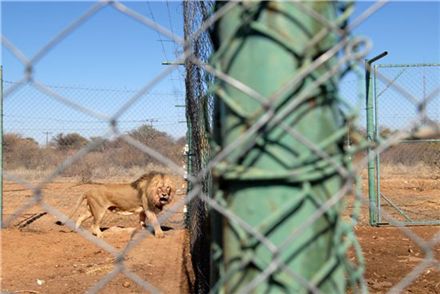 보호구역서 탈출한 사자, 사람 잡아먹어