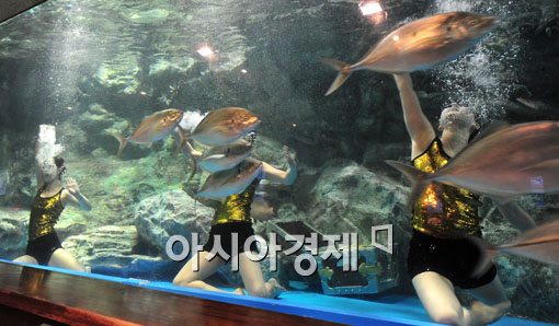 [포토] 아쿠아 댄싱 파티