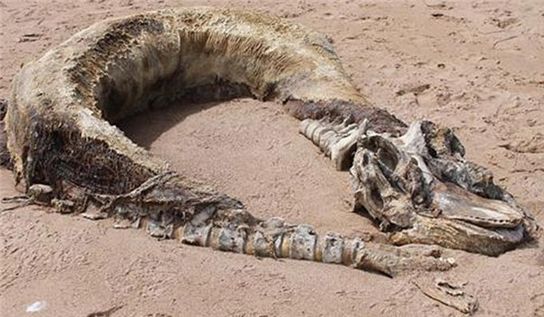 해변서 바다괴물 사체 발견