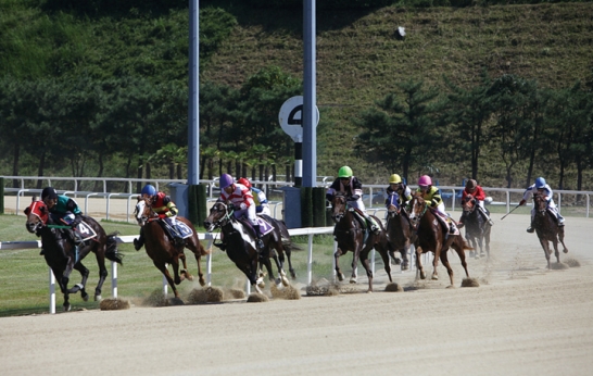 [주말레이싱] 3세 암말 '깍쟁이', "수말, 다 덤벼"