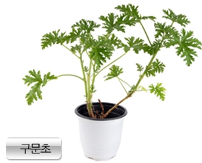 여름불청객 모기, □□□만 있으면 OK!