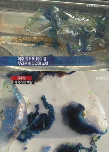 제주 해파리떼 출현, '피서객' 각별히 주의