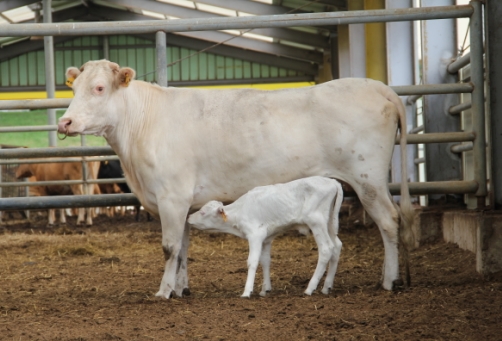 농진청, 우리 고유 '백색 한우' 복원