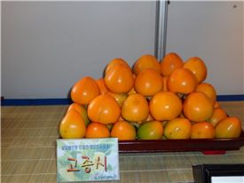 곶감으로 쓰이는 함양 조종시.