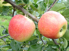 여름사과 '썸머킹'을 아세요?