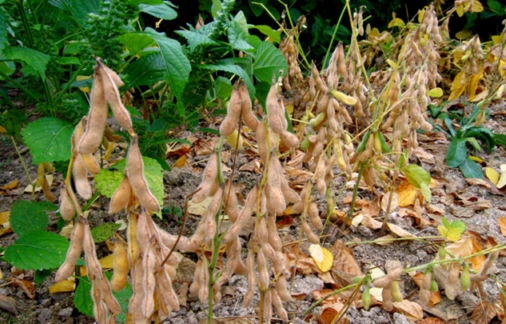 콩, 장마후 병충해 관리는