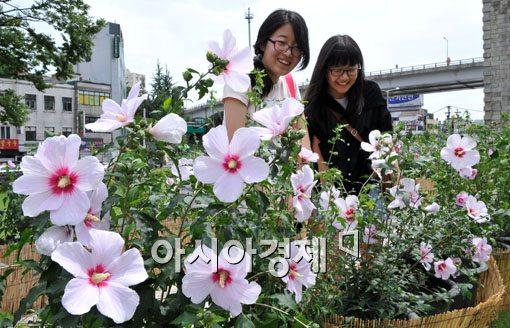 [포토] '무궁화 보러 오세요~'