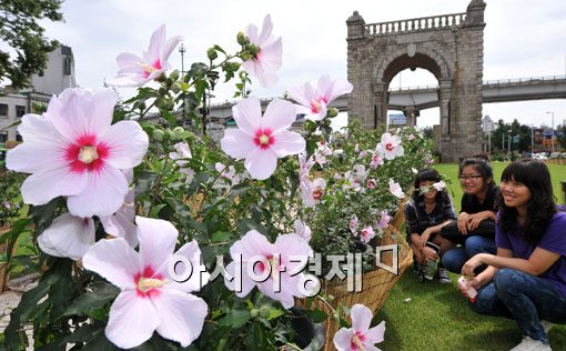 [포토] '만개한 무궁화'