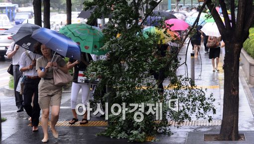 [포토]나무도 부러지고.. 바람도 불고..