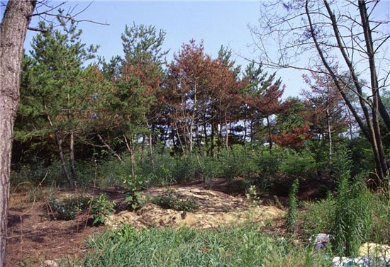 “해변 모닥불, 소나무 죽이는 독약”