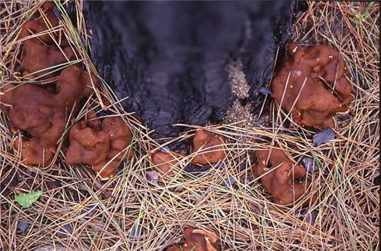 “해변 모닥불, 소나무 죽이는 독약”