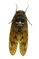 여름철 대표 곤충으로 5년을 땅에서 살다 바깥에 나와 1~2주일밖에 살지 못하고 생을 마감하는 유지매미.