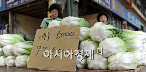 [포토]다시 폭등하는 무 배추값