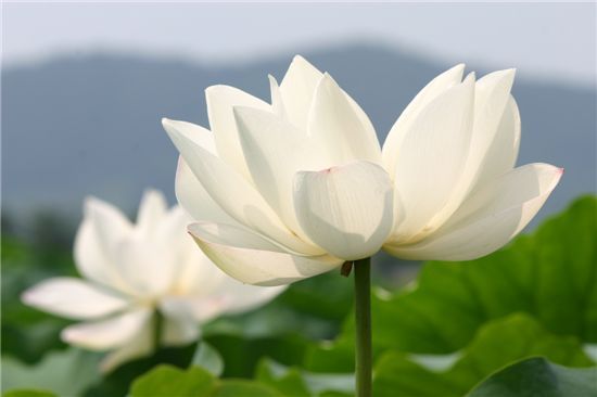 연잎의 비밀...연잎효과와 나노원리