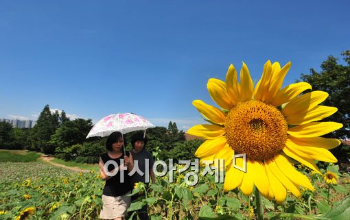 [포토] 해바라기 한들 한들