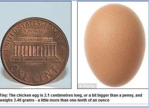 동전 크기 달걀 화제…"이렇게 작아도 노른자는 있겠지?"