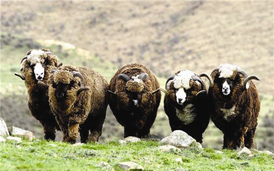 소곤소곤 명품 이야기 ⑤ 로로피아나, 섬유 미학의 극치