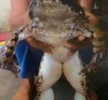 20kg 괴물 개구리, "7~8세 아동보다 커서 공포스러워"