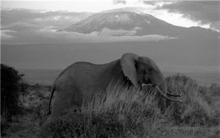 킬리만자로 정상서 개 한 마리 발견