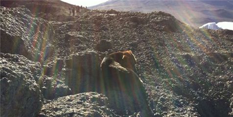 킬리만자로 정상서 개 한 마리 발견