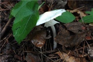 독우산광대버섯
