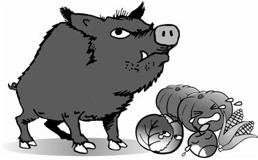 강릉의료원에 멧돼지 나타나 난동…직원 1명 부상