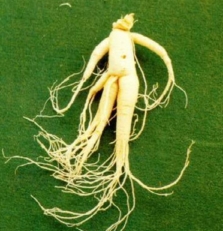 "명절선물 으뜸 '인삼', 이것만은 꼭!"