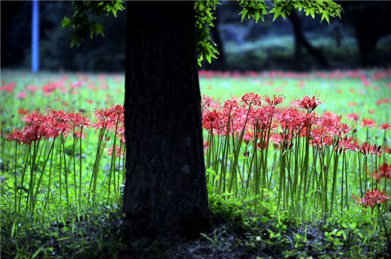 [여행]꽃무릇···가을 花信이 찾아오다