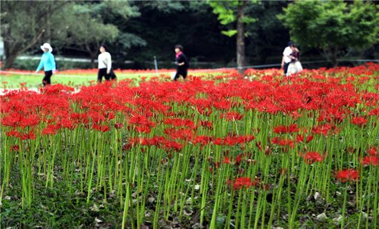 [여행]꽃무릇···가을 花信이 찾아오다