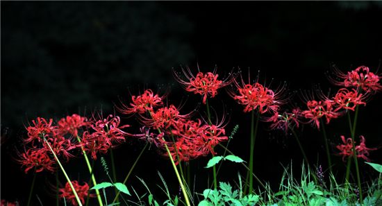 [여행]꽃무릇···가을 花信이 찾아오다